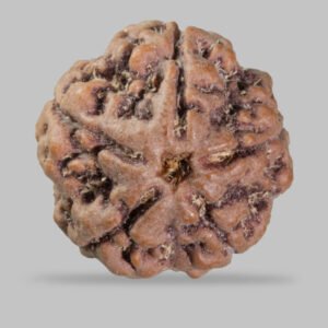 5 Mukhi Rudraksha (Nepali)