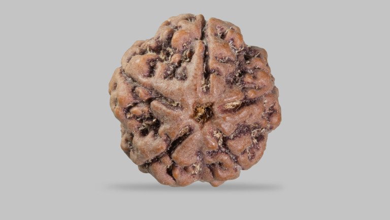 5 Mukhi Rudraksha (Nepali)