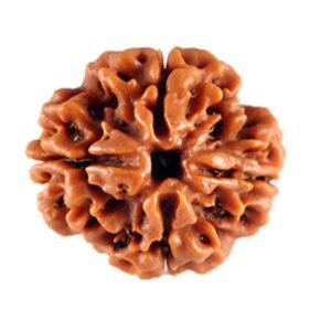 4 Mukhi Rudraksha (Nepali)