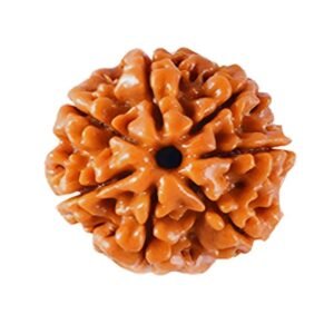 7 Mukhi Rudraksha (Nepali)