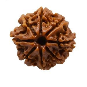 8 mukhi Rudraksha (Nepali)