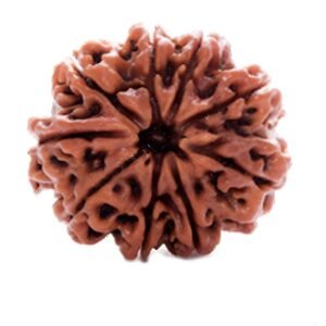 9 Mukhi Rudraksha (Nepali)