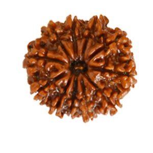 10 Mukhi Rudraksha (Nepali)