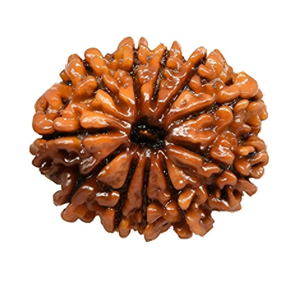 11 Mukhi Rudraksha (Nepali)
