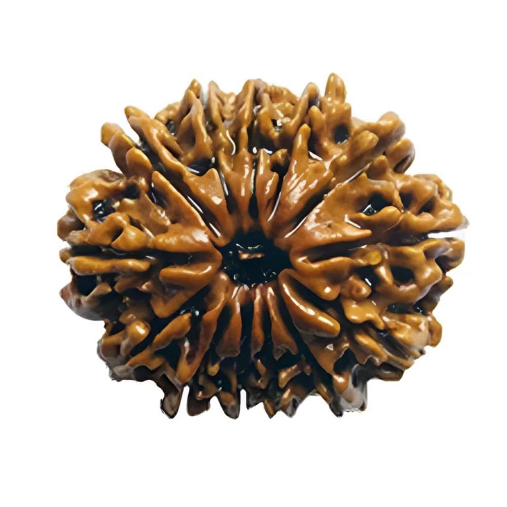 13 Mukhi Rudraksha (Nepali)