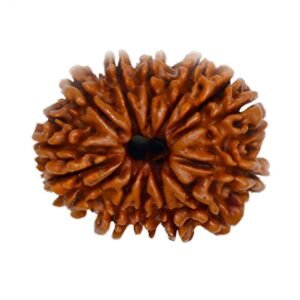 14 Mukhi Rudraksha (Nepali)